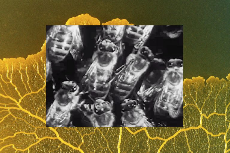 Voor de film: Artist talk, Other Bodies