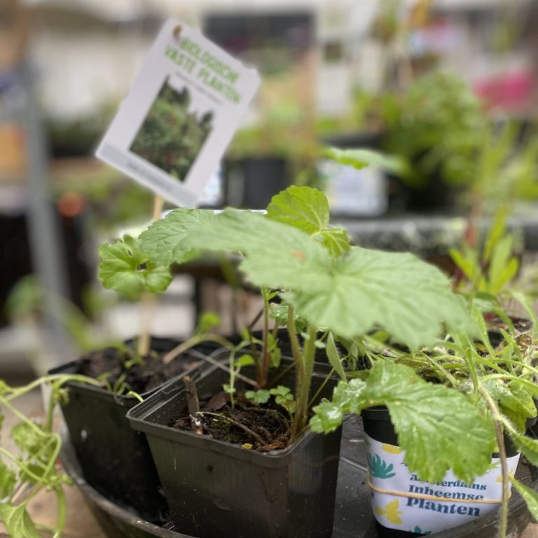 Tuinplantenmarkt op 13 sept, 20 sept & 27 sept